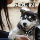 에스디바이오 이미지