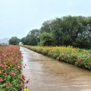 전곡시장 이미지