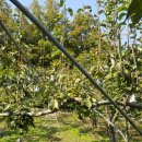 다산농장 이미지