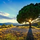 나무랑 풀이랑 이미지