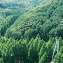 2024-07/21(일)대전 상소동 산림욕장(한국의앙크르와트)-장태산 자연휴양림 어드벤츠 힐링트래킹 이미지