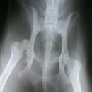 안정현동물병원 이미지