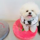 몽펍피 이미지