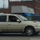 가방위에 고양이 이미지