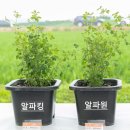 알팔파