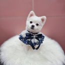 닥터차 동물병원 이미지