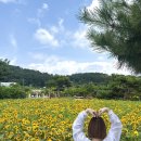 해바라기영암