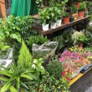 장안꽃시장 이미지