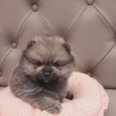 아리스타펫호텔 이미지