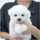 천안 강아지분양 도로시펫 이미지