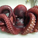 문어다리여덟개 이미지