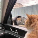 청담재 - 전주시 덕진구 권삼득로 147-1 | 내돈내산 | 전주 반려동물 동반 한옥 펜션 🐾 청담재 솔직 후기