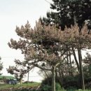 오동나무 이미지