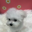 또리마켓 이미지