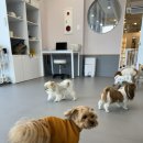 옐레드 송파헬리오시티점 | 송파 애견유치원 옐레드 헬리오시티점 쥬쥬 첫 등원 후기