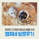 왕방로 | 포천 햄찌네 방문후기, 햄스터집부터 간식까지 햄스터 용품 쇼핑