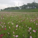 양산천변 이미지