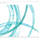 비전1로 이미지