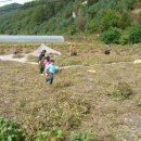 평창백덕산더덕 이미지