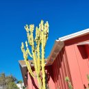 풍기카센타 | 미서부 여행 2일차 (LA) / 토미할리우드 / philz커피 / 한인타운에서 치과 / 할리우드파크 / 산타모니카...