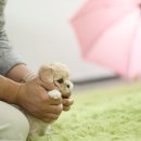 천사의집 | 컴투펫에서 만난 사랑스러운 천사, 우리 집 말티푸 분양 후기!