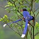 행운의 파란 까치(Taiwan Blue Magpie) 이미지