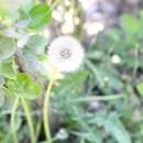 인처골시골밥상 이미지