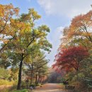 (출발)11/8(토) 서울대 안양수목원과 안양예술공원 가을여행 이미지