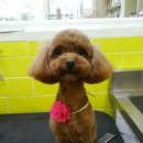 이뿌개 귀엽개 네이버블로그
