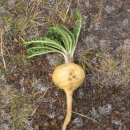 마카네이쳐 이미지