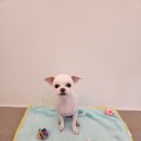 아지애견 이미지