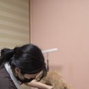 그루밍데이 | [벤그루밍]셀프애견미용 원데이클래스 후기