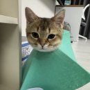 (후추 일상) 5개월 냥이 수컷 후추의 중성화 후기