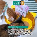 캣츠 | 물 안 마시는 고양이 음수량 늘리기 캣츠모리 드링크포캣 후기