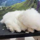 그루밍 모먼트 이미지