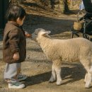 포니랜드 | 36개월 미만 무료,18개월 아기랑 부산 근교 주말나들이 포니랜드 그리고 근처 칼국수집 후기