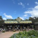 애니멀킹덤 | 올랜도 디즈니월드 아바타 애니멀킹덤 오픈런 사파리 어트랙션 라이온킹 공연 정보