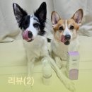 멈무는하루 | (여성청결제 추천)닐라브 페미닌 포밍 워시 사용후기