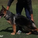 아마존애견사 이미지