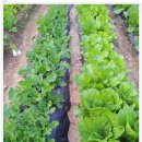 늘푸르름농장 이미지