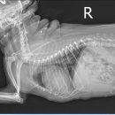 소담동물병원 이미지