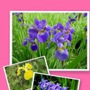 아이리스(IRIS) 이미지