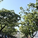 가시나무집 | 가시나무같은 내 맘에 그댈 만나지 못했다면 🌳🤍