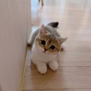 살랑 그루밍 | 초보 집사의 고양이 털관리템 리뷰｜브러쉬로 감자와 가까워졌어요🐾