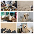 블루코랄펜션 | 애견동반 대천여행 1박2일 여행코스 추천