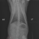 청담고양이 이미지