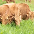 초지한우 이미지