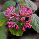 마치무릉도원 이미지