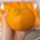 승환농장 | 승환이네농장 제주레드향 선물용 후기