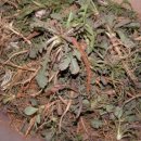 민들래민박 이미지